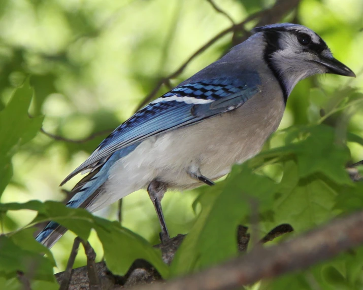 a blue jay sitting in a tree nch