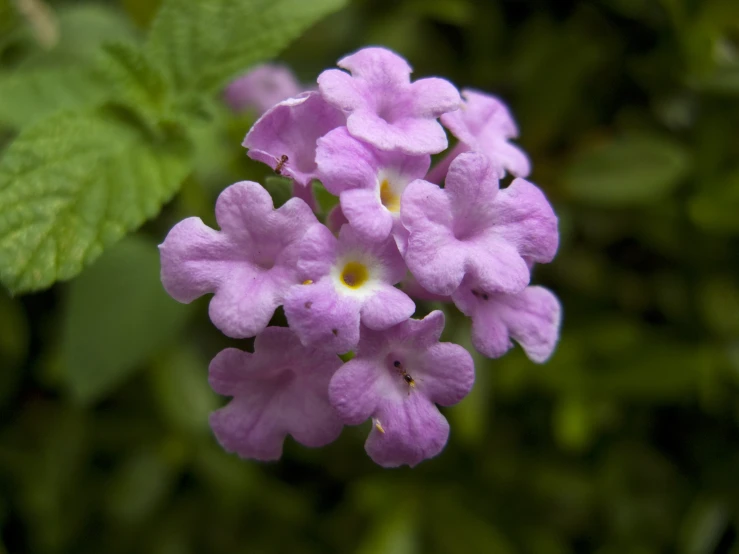 close up of purple flowers with leaves in background