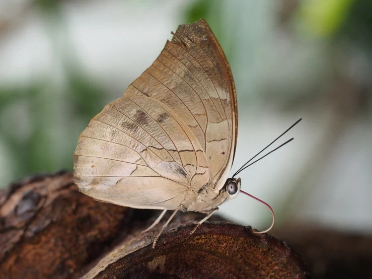 a white erfly that is perched on some kind of nch