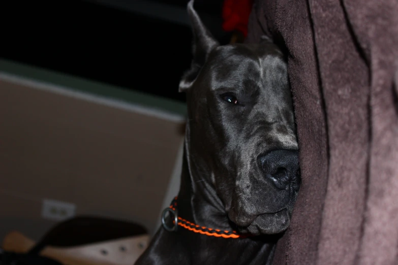 a dog with a collar laying on top of a bed