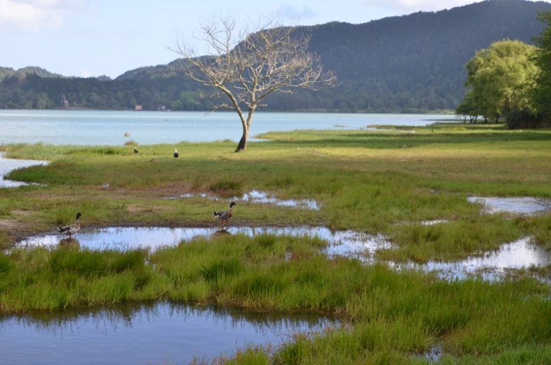 birds standing around on grass near the water