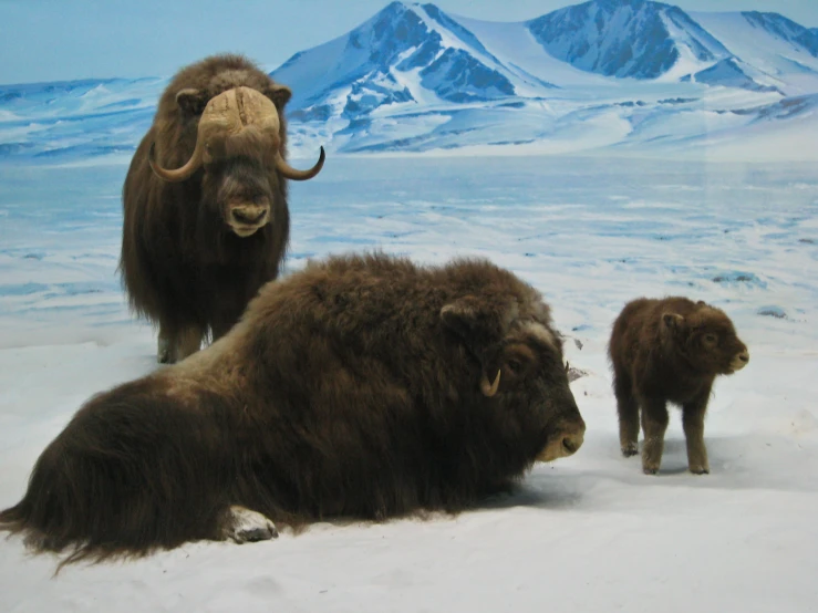several fur yaks sit in a snowy field