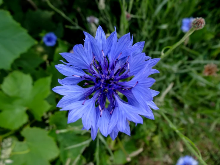 a blue flower growing in the middle of flowers