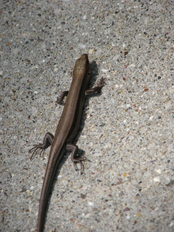 the lizard is crawling over the gray concrete