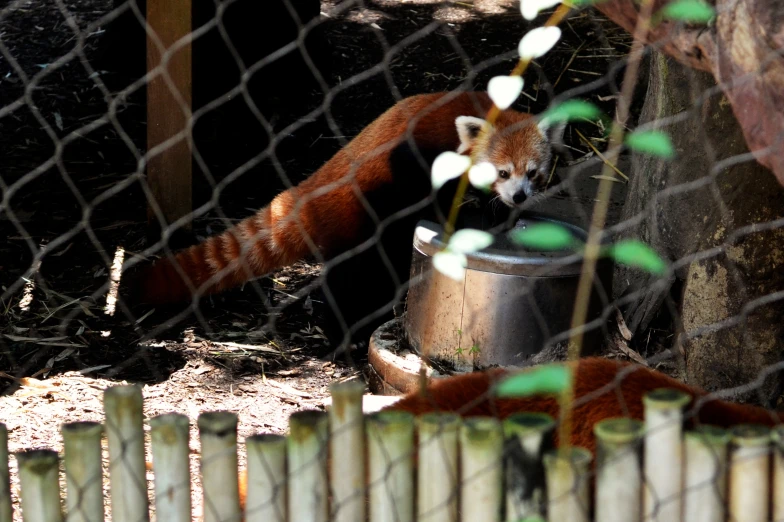 a red panda bear standing over a bucket