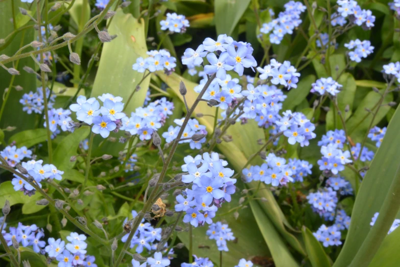 several small blue flowers in a group together