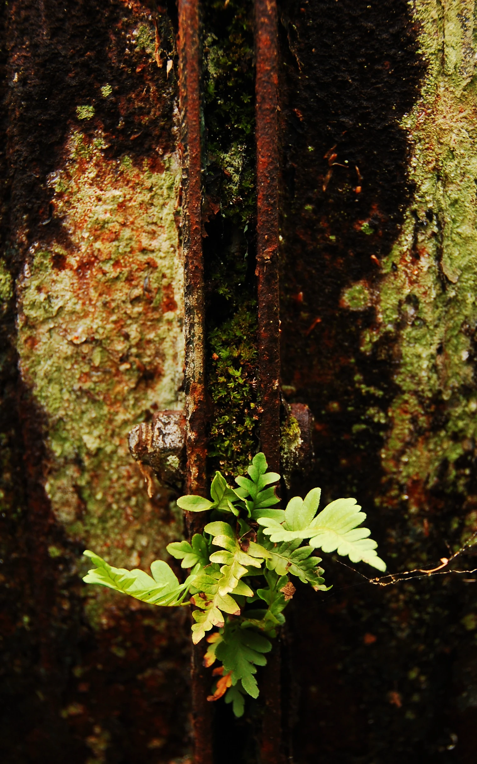 a close - up image of moss growing in a rusted piece of wood