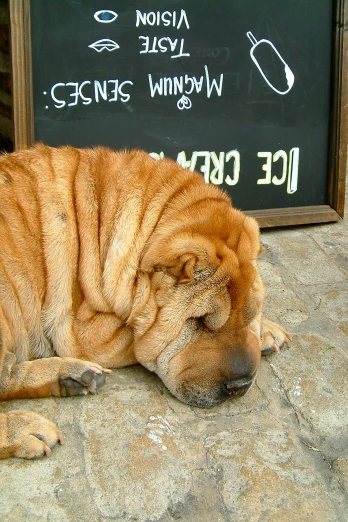 a large dog laying on the ground by a menu