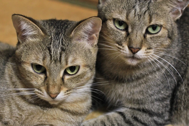 two cats are laying on the floor looking at the camera