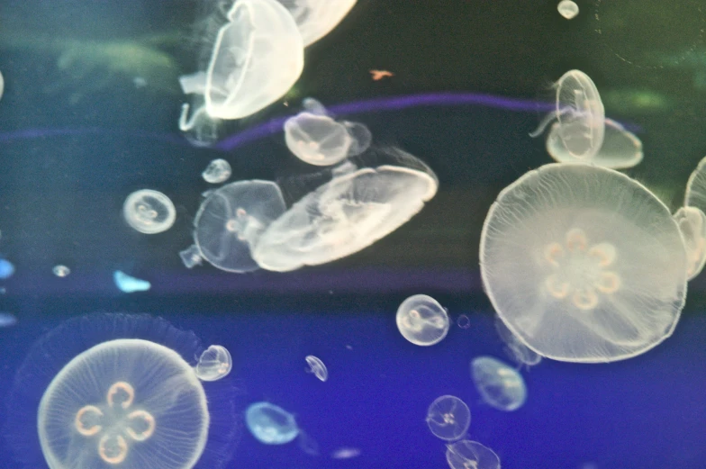 many jellyfish in water next to each other