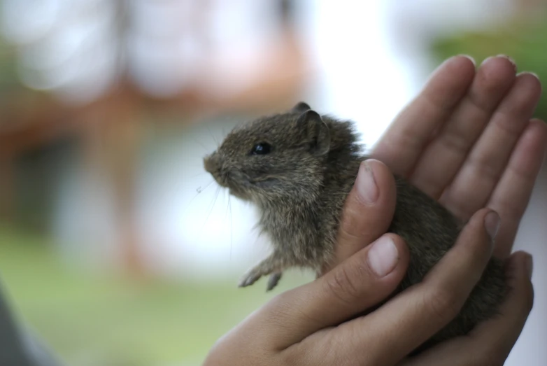 a rodent on its left hand with it's eyes open and a person holding it in his right