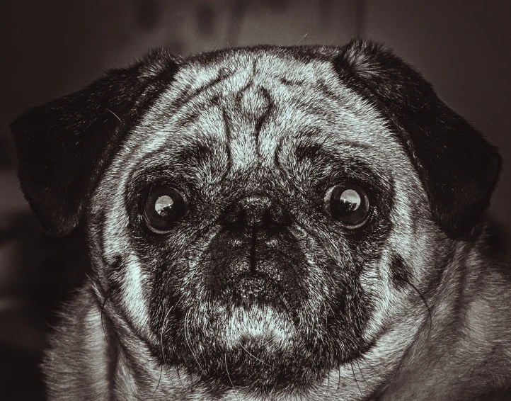 a dog sitting on top of a rug wearing a collar