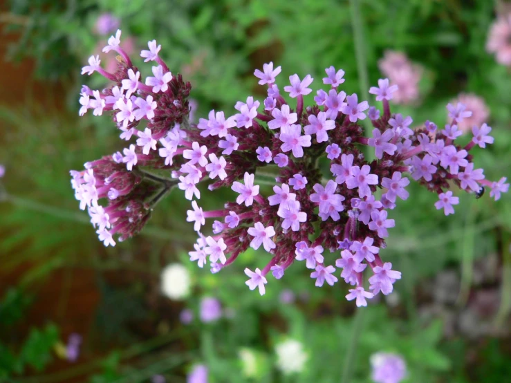 a bunch of purple flowers growing in a field