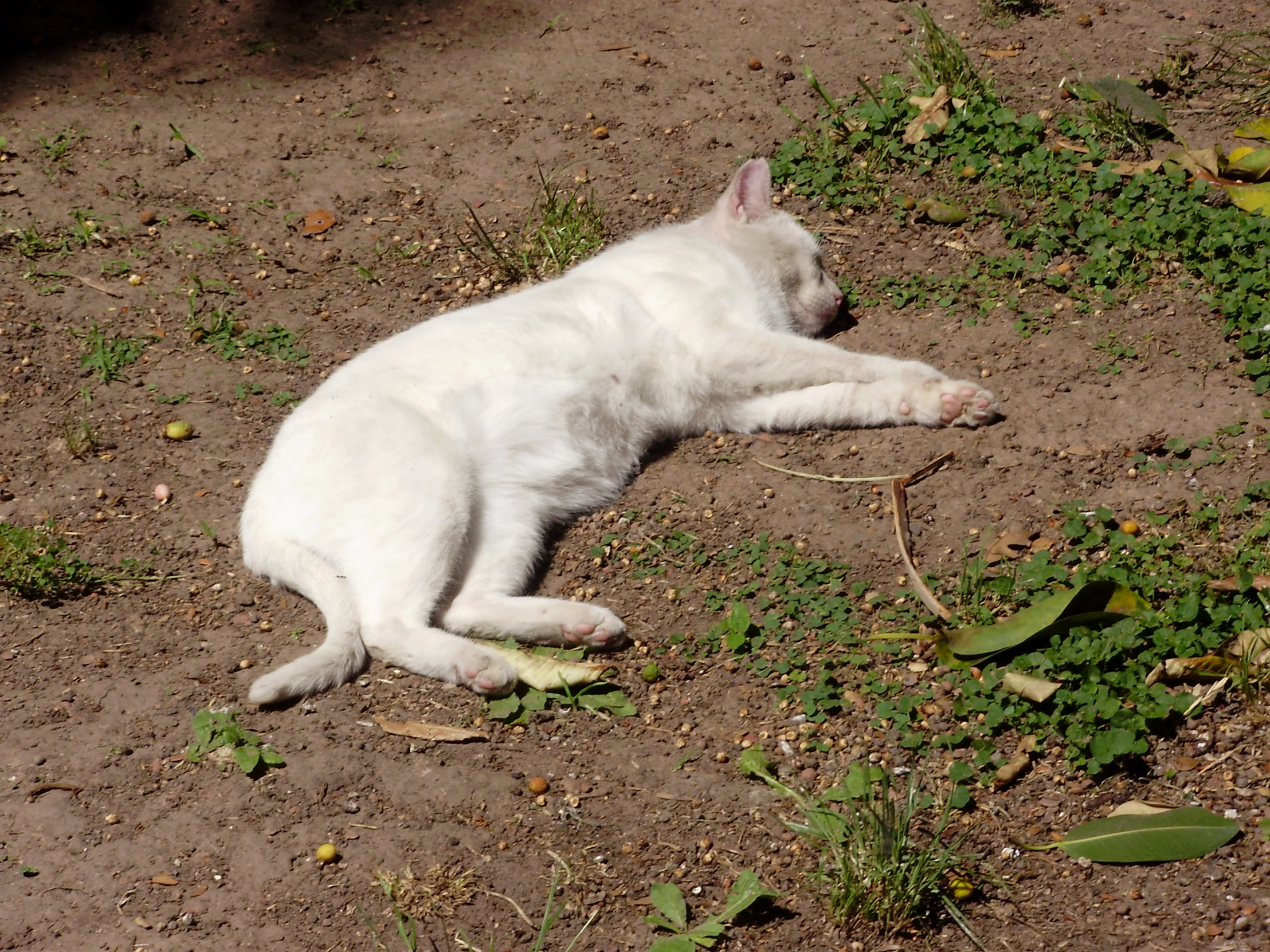 the white cat is laying on its back in the dirt