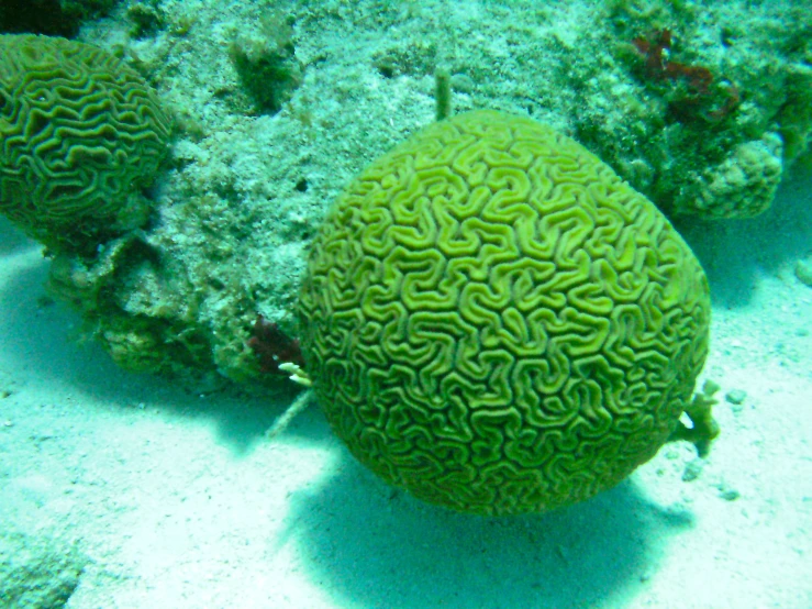 the ball - coral is on the ocean floor
