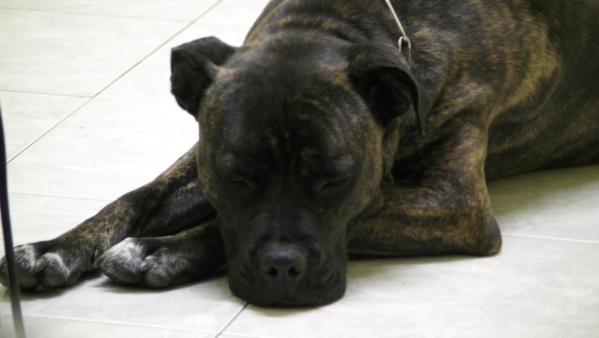 large dog laying down with it's head on a table