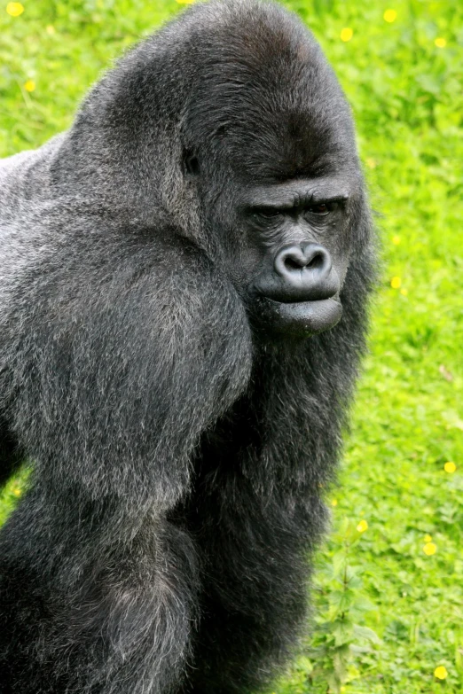 a black gorilla with the face of an adult gorilla