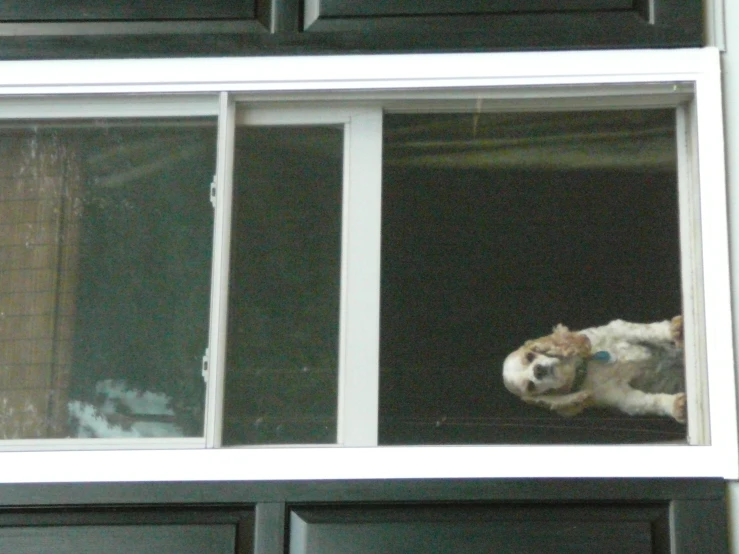 a dog sitting on the ledge of a window