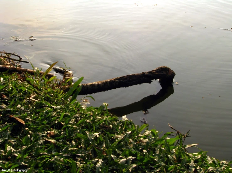 a piece of an old rope hanging from the water