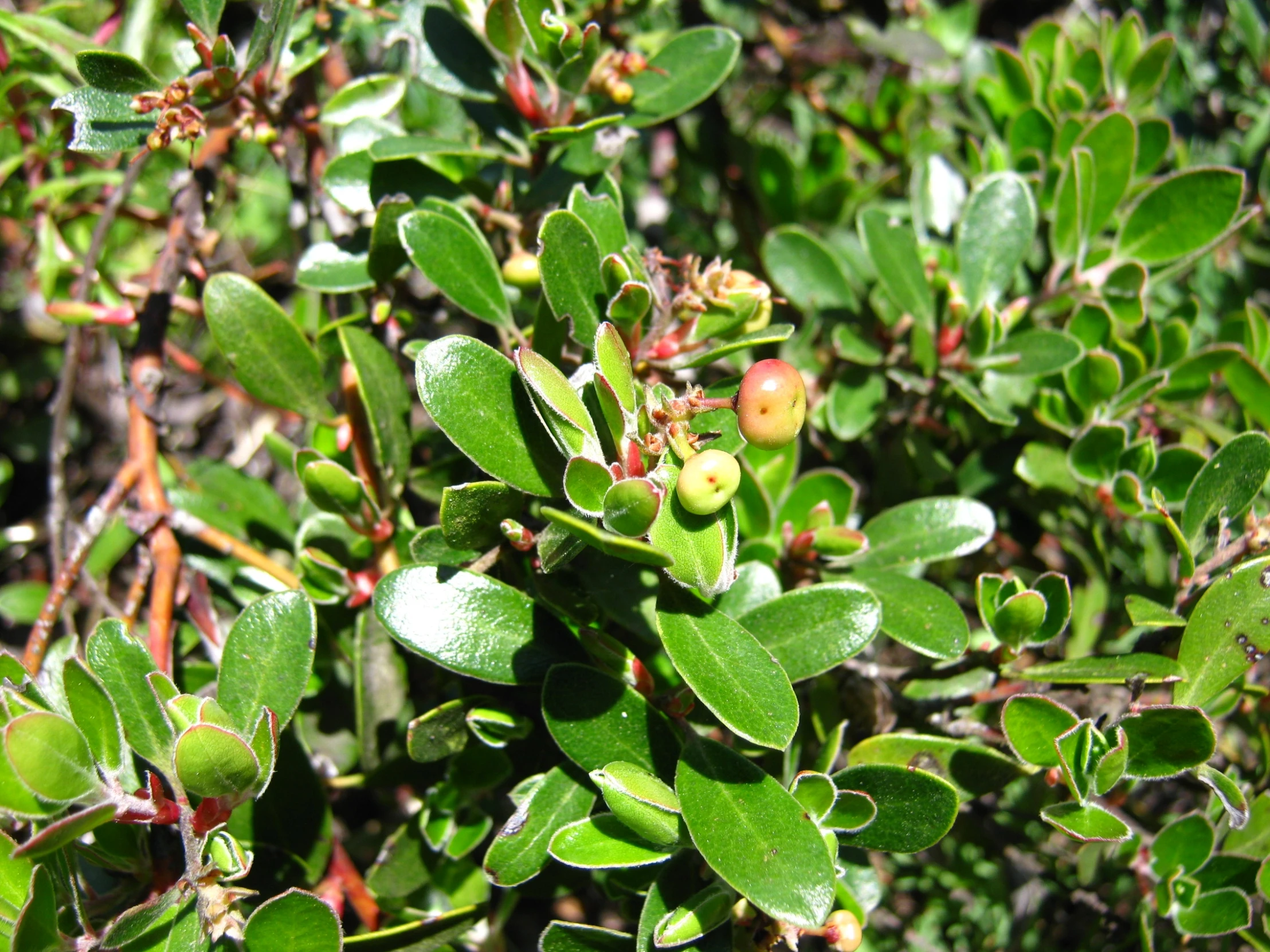 a bush with many green leaves and small fruits