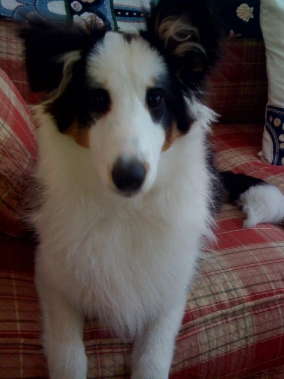 a dog sitting on top of a couch with a white and black face