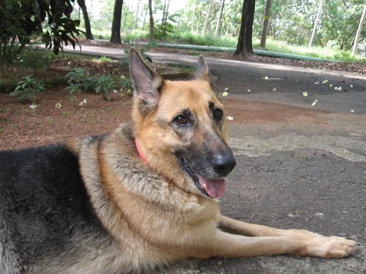 a german shepard laying in the middle of a park