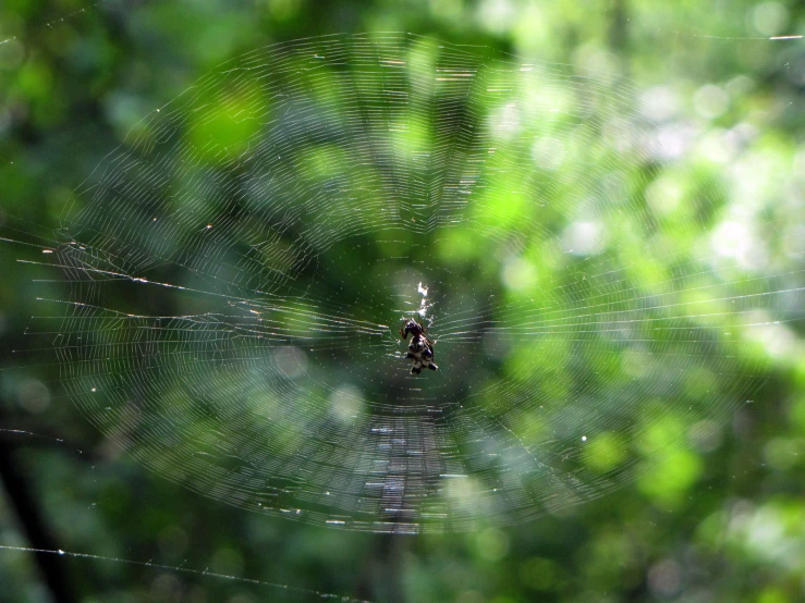 a web spiderwefe is seen through the lens of another spiderwefe