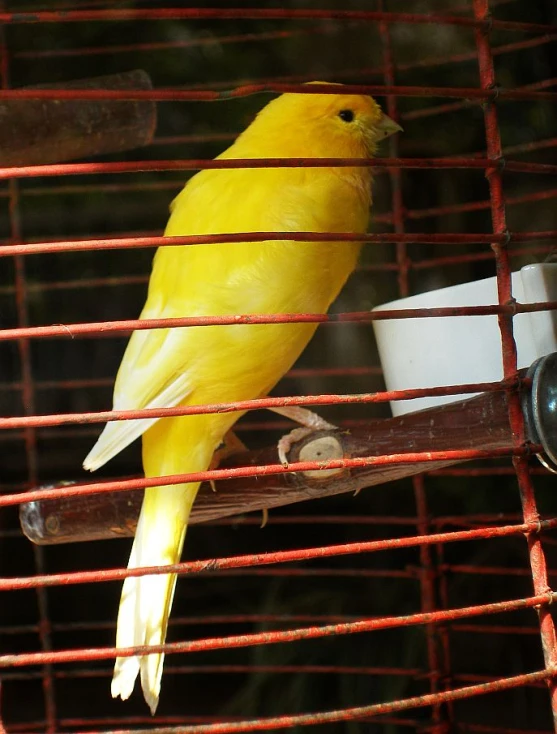 a close up of a yellow bird on a wire