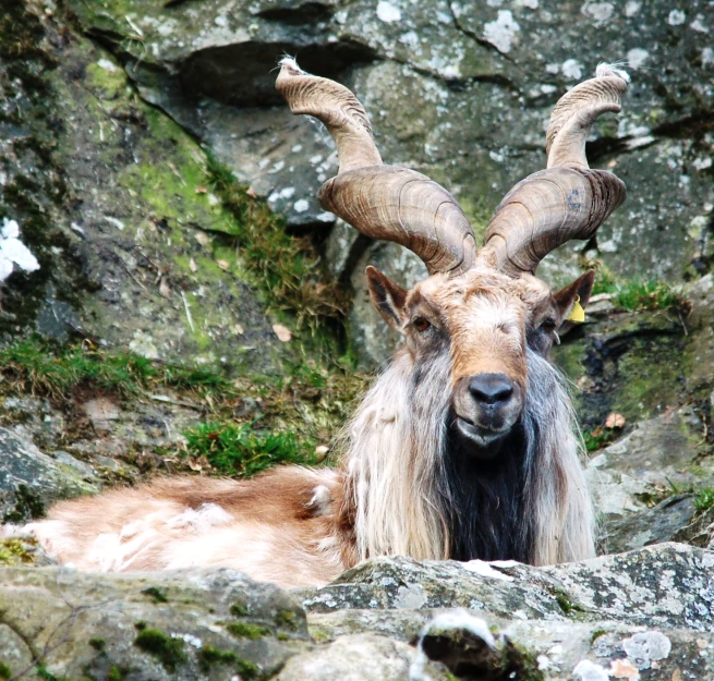 the brown and black goat is laying down