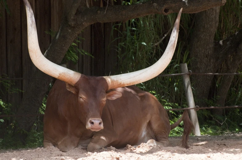 an animal with large horns sitting on a sandy ground