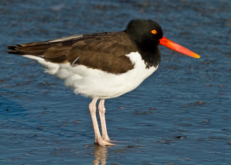 a close - up of a bird with an orange beak stands in shallow water