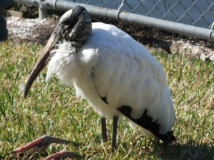 a white and black bird with long legs is sitting in the grass