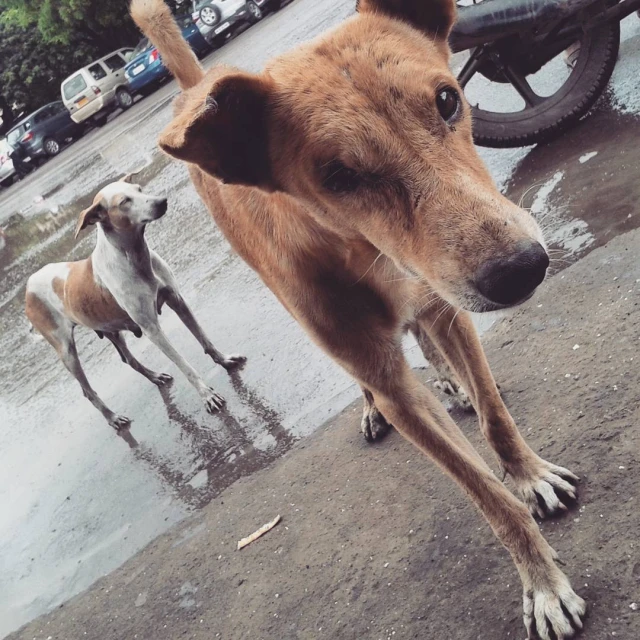 a dog standing by a dle of water looking around