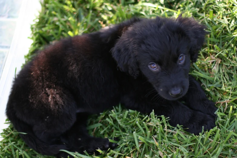 an adorable little black puppy lying down in the grass