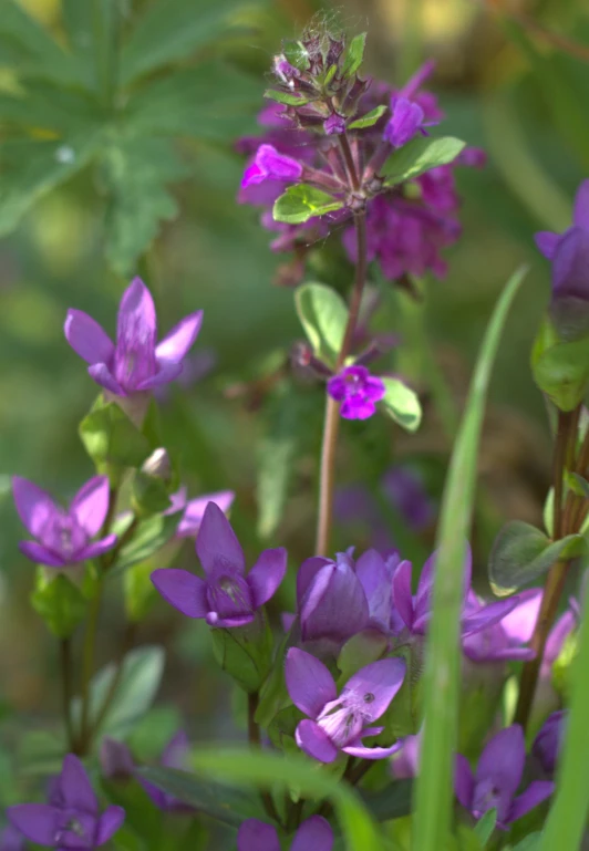 a bunch of flowers that are in some grass