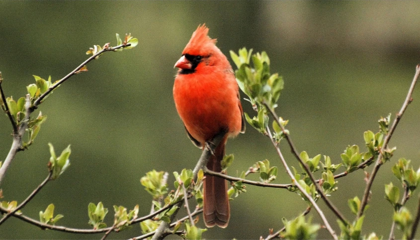 a bird sits on top of a tree nch