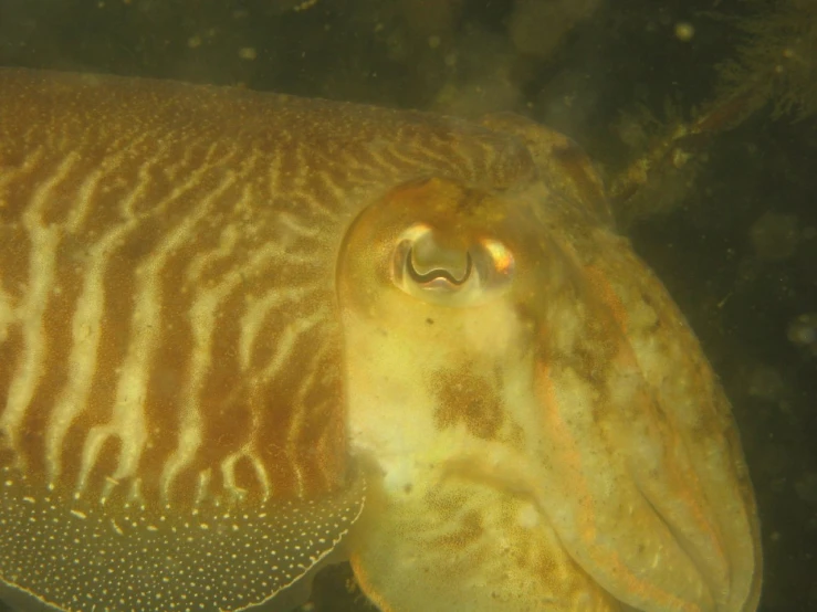 close - up po of an octo head underwater