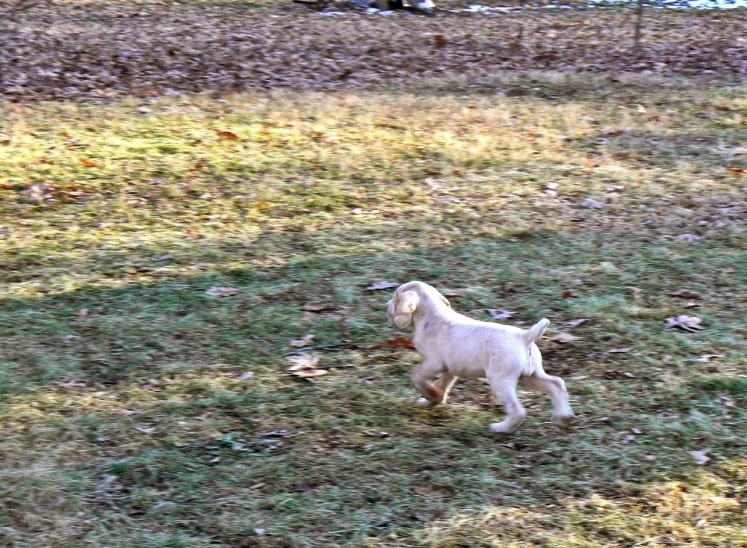 small dog playing with an item in a field