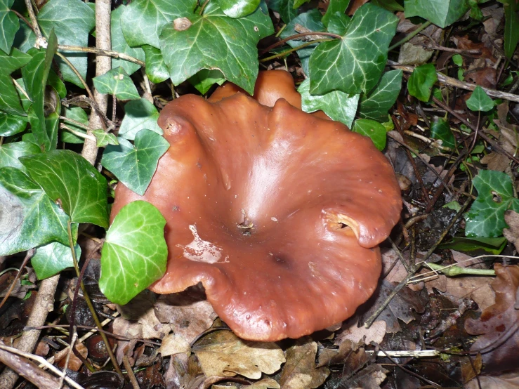 a strange mushroom amongst leaves in a forest