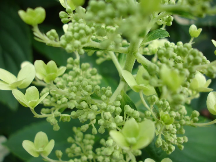 a closeup of the buds and leaves of an unfurnished plant