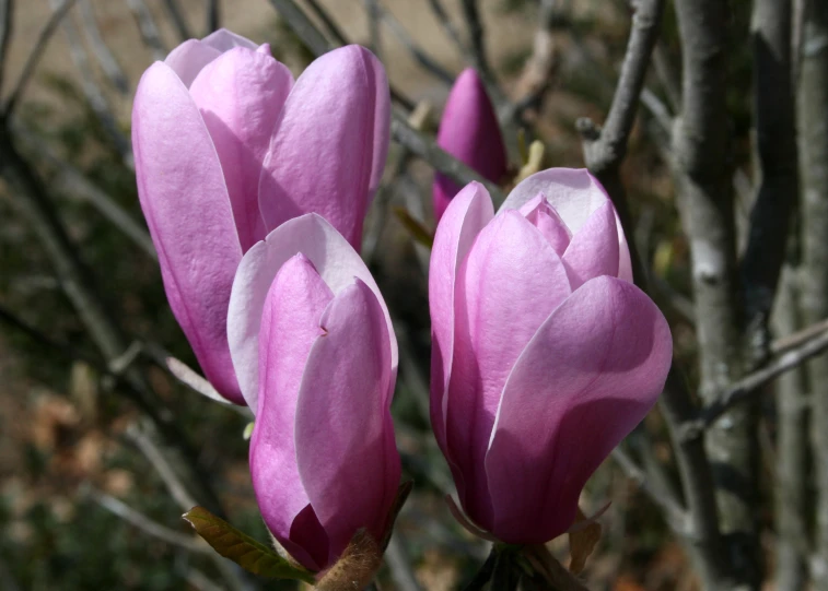 two pink flowers are growing next to each other