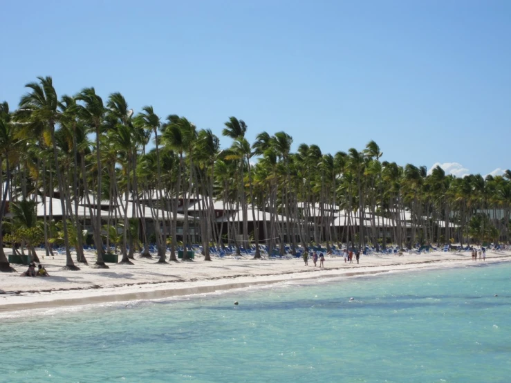 palm trees line the beach with people swimming