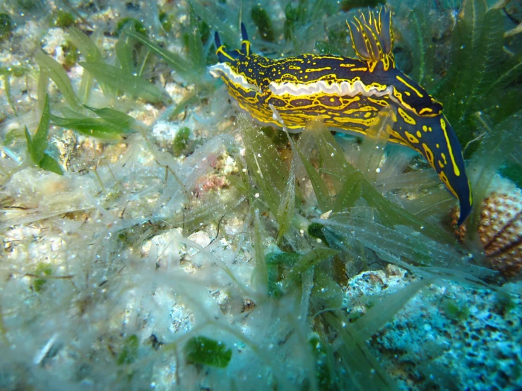 a colorful sea animal sitting on a patch of seaweed
