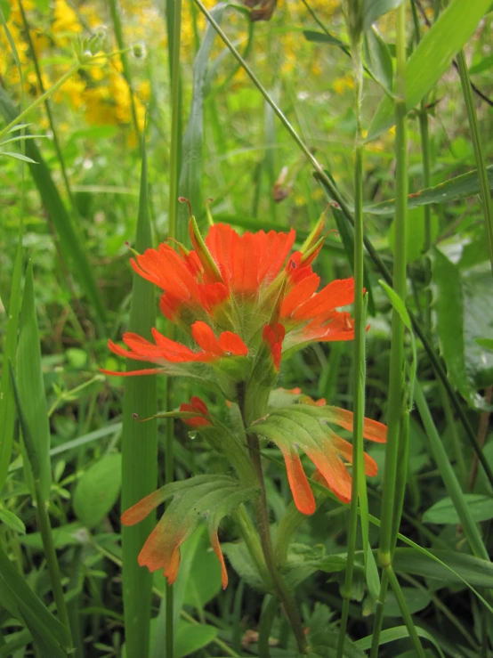 a close up of the orange flower of a flower