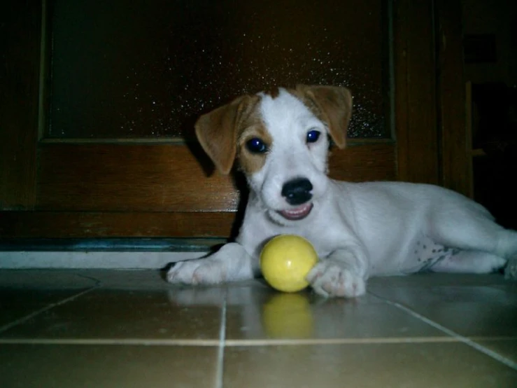 the dog is playing with the ball by himself