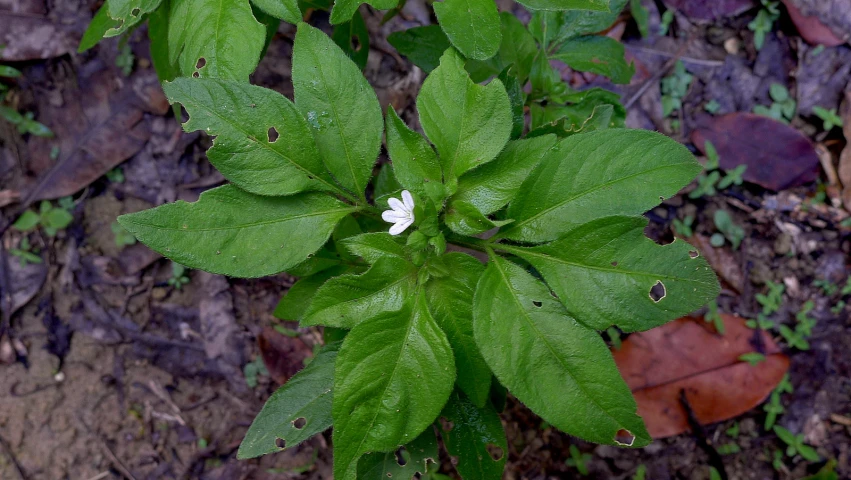 some leaves and water drops on the ground