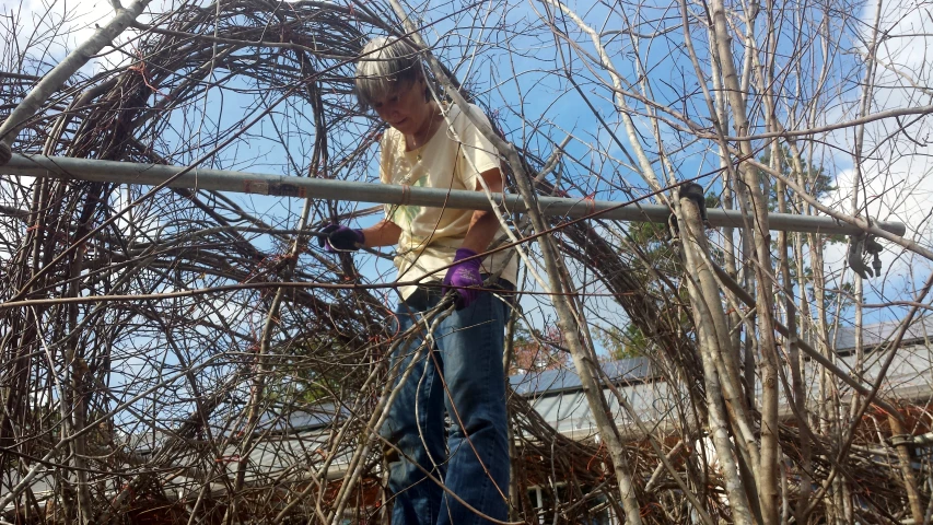 a man  nches of a bush with a string saw