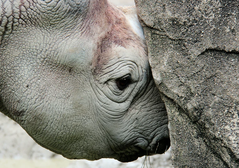 an elephant's nose is covered in dirt