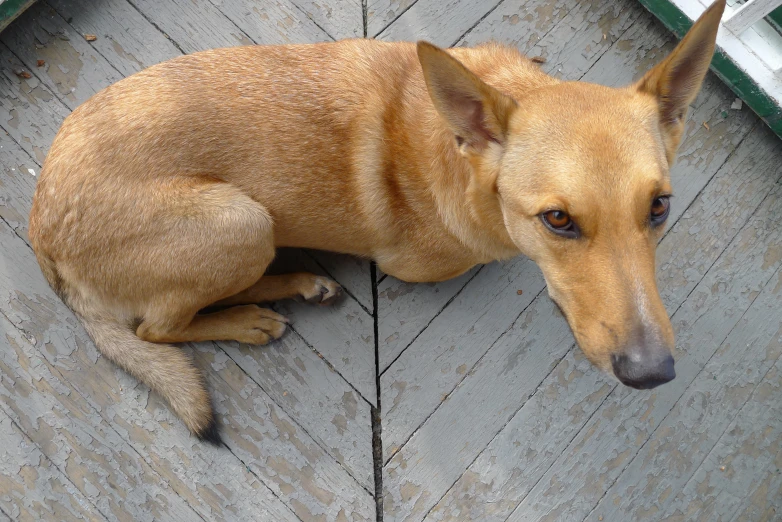 a brown dog is curled up on the ground