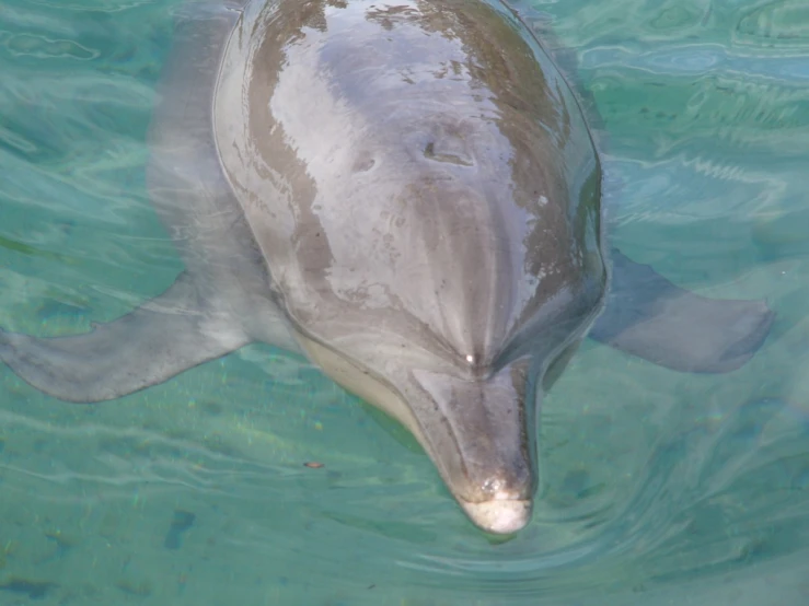 an animal is standing in the water near itself